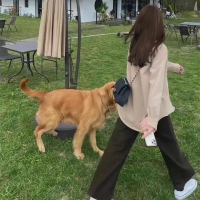 灰狐